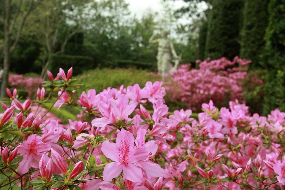 (For the Chronicle/Gary Fountain) Azaleas blooming in the Diana Garden at Bayou Bend Gardens.