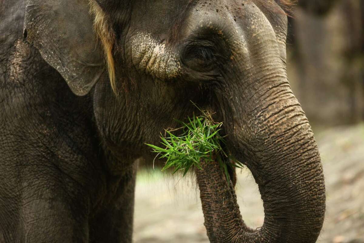 Chai eats grass after Woodland Park Zoo announced that its two elephants will go on long-term loan to the Oklahoma City Zoo. Photographed on Friday, February 27, 2015.