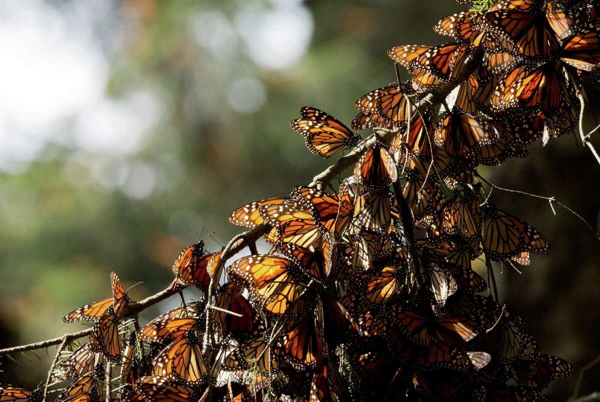 A kaleidoscope of monarch butterflies hangs from a tree branch in the Piedra Herrada sanctuary near Valle de Bravo, Mexico.