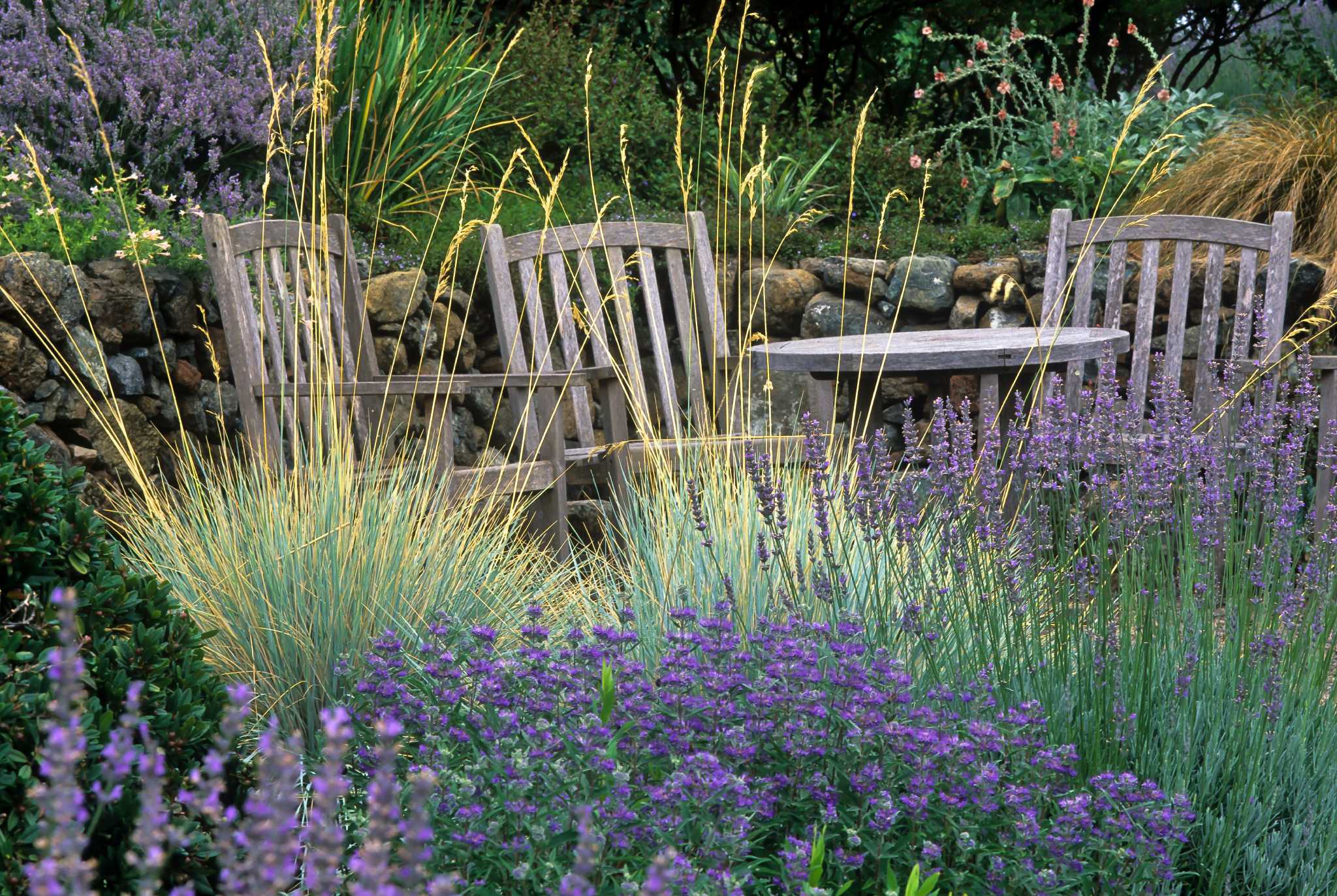 Ornamental Grasses Capture Attention With Easy Beauty Easy Care 