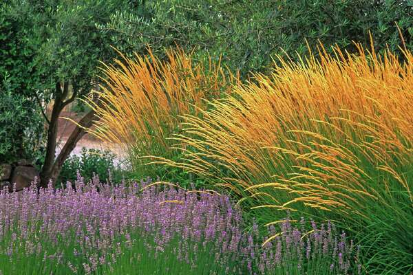 Ornamental Grasses Capture Attention With Easy Beauty, Easy Care ...