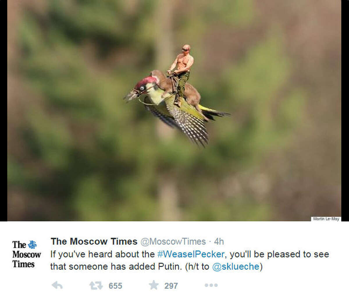 Incredible Photo Shows A Weasel Riding A Woodpecker