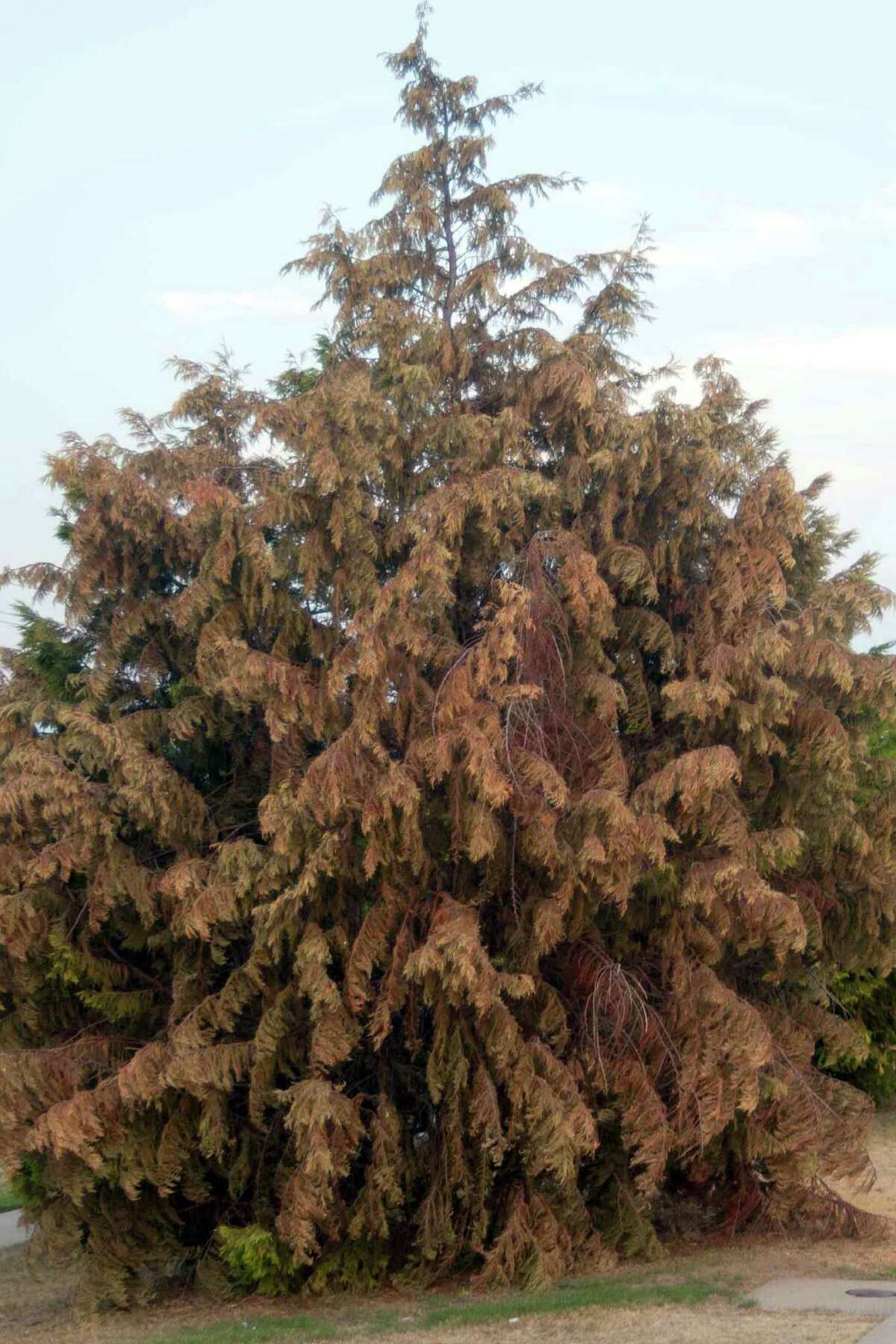Replace dying Leyland cypress with eastern red cedar juniper