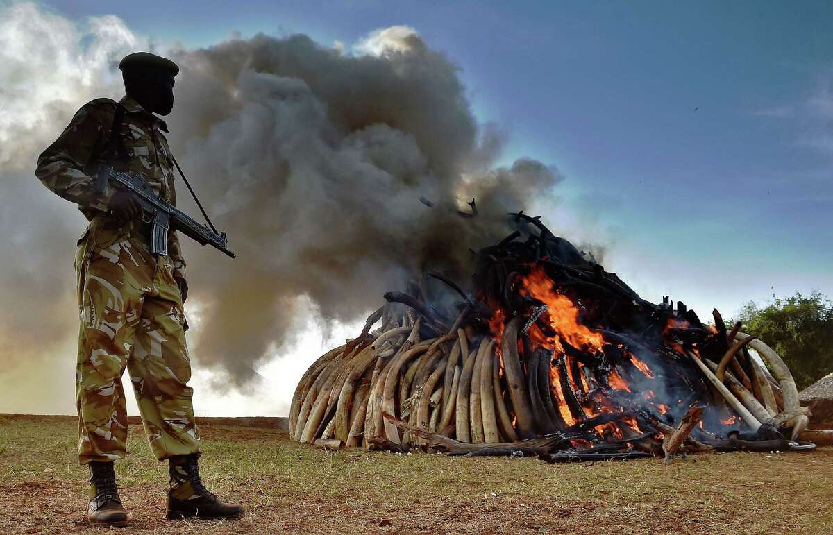 A Kenya Wildlife Services officer stands near a burning pile of elephant ivory.