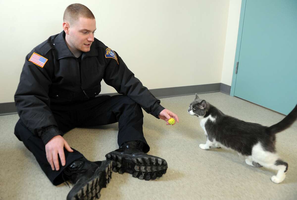 A GOOD GIRL NEEDS A HOME: Shelton (Conn.) Animal Control Officer Jason McLain plays with Cassidy, one of seven cats available for adoption at the city's new animal shelter.