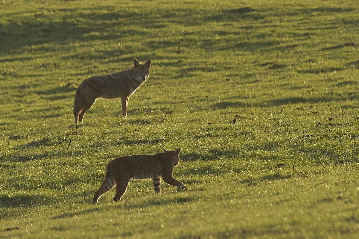 At Point Reyes National Seashore, bobcat and coyote parry as they hunt the same gopher -- the bobcat won