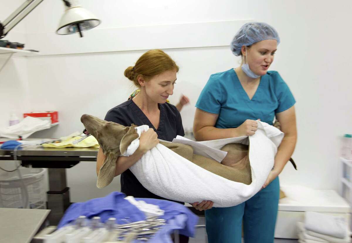 ﻿Veterinary technician Emily Potterbaum, left, and Dr. Kristen Grimes carry a Weimaraner to recovery after it was spayed in 2013 at the ﻿Pflugerville Emancipet.﻿