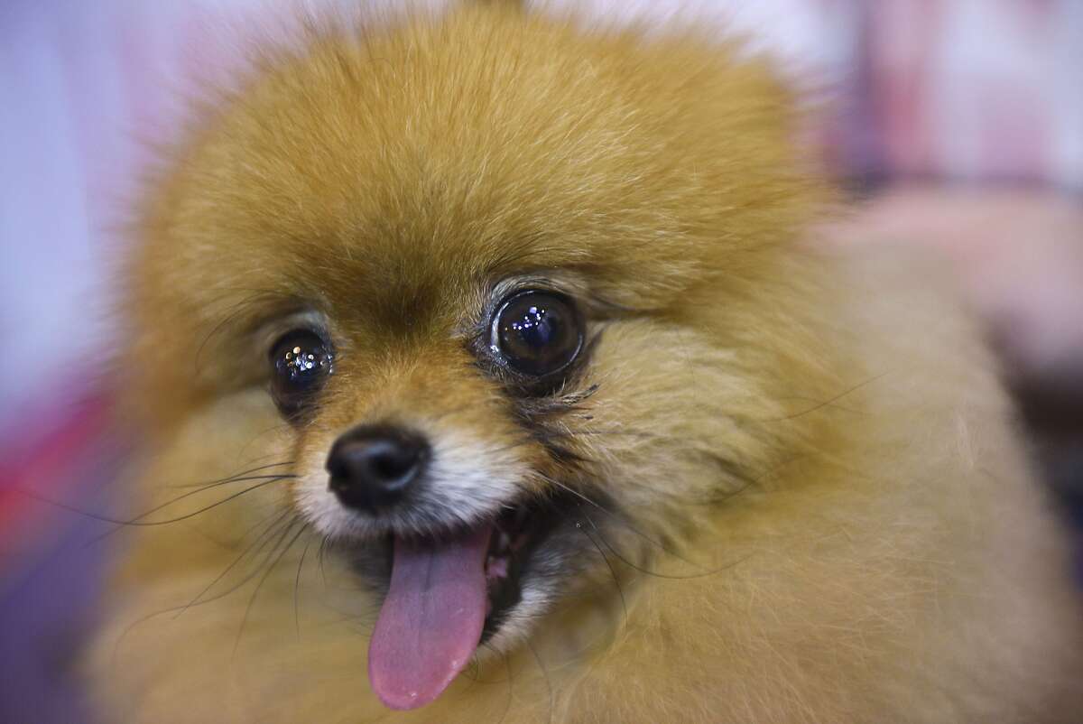 Opening day goes to the dogs at Crufts