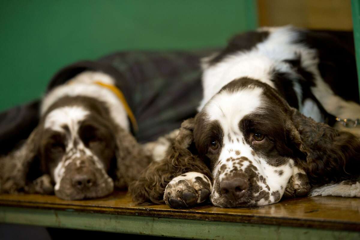 English Springer Spaniel Number of dogs competing: 7 | Hometowns: Sherman, Kent(Note: competing dog(s) not pictured)