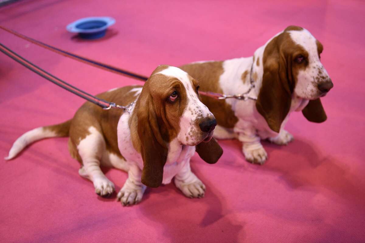 data-reveals-the-least-intelligent-dog-breeds