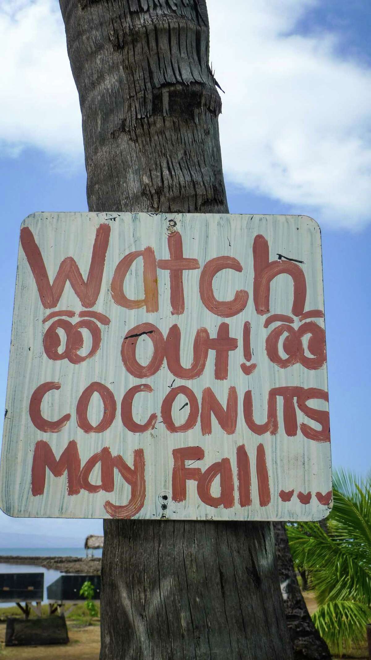 Coconut palms tower over the Ka Honua Momona volunteer base, causing a reasonable detour.