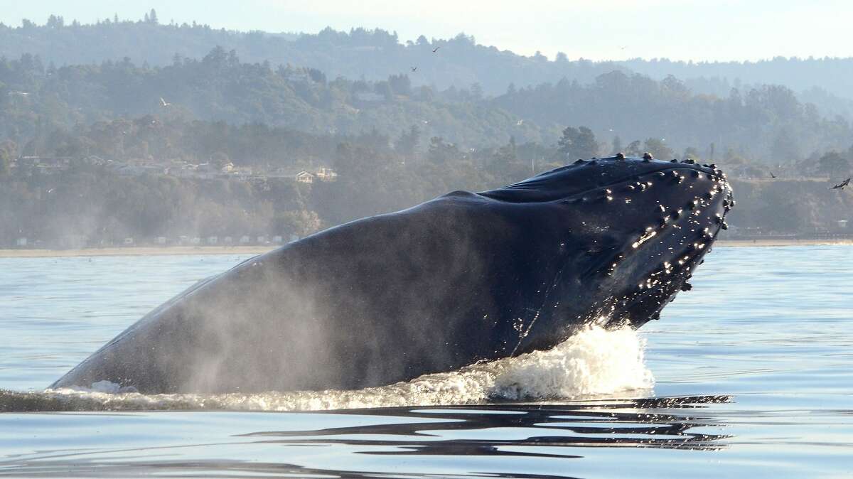 A humpback whale breaches in Monterey Bay, within short range of shoreline. For the first time in 200 years, according to the logs of whaling boats and marine biologists, humpback whales are spending the winter in Monterey Bay, one of several marine anomalies in March, 2015, with 30 to 40 whales sighted outside of Moss Landing on the edge of the Monterey Submarine Canyon, a five-minute kayak paddle from the Moss Landing Harbor.
