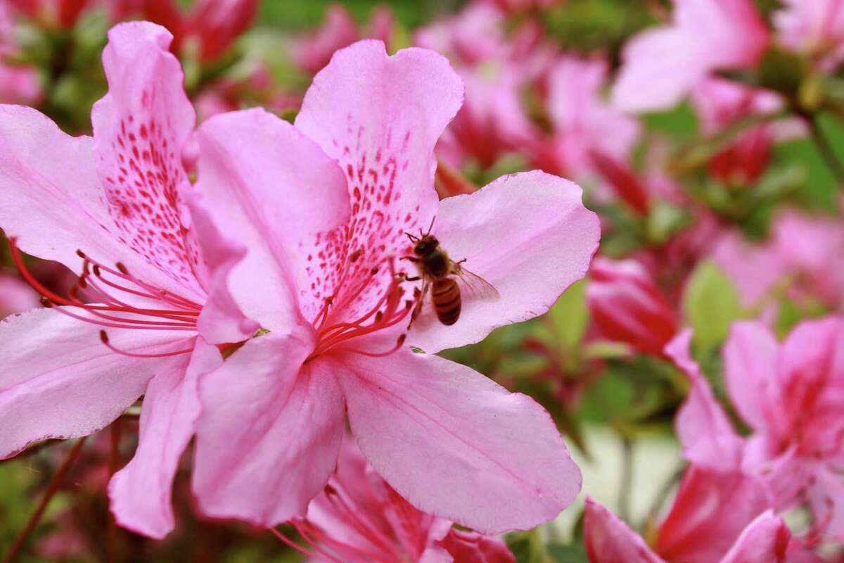 The Azalea Trail will be this weekend.