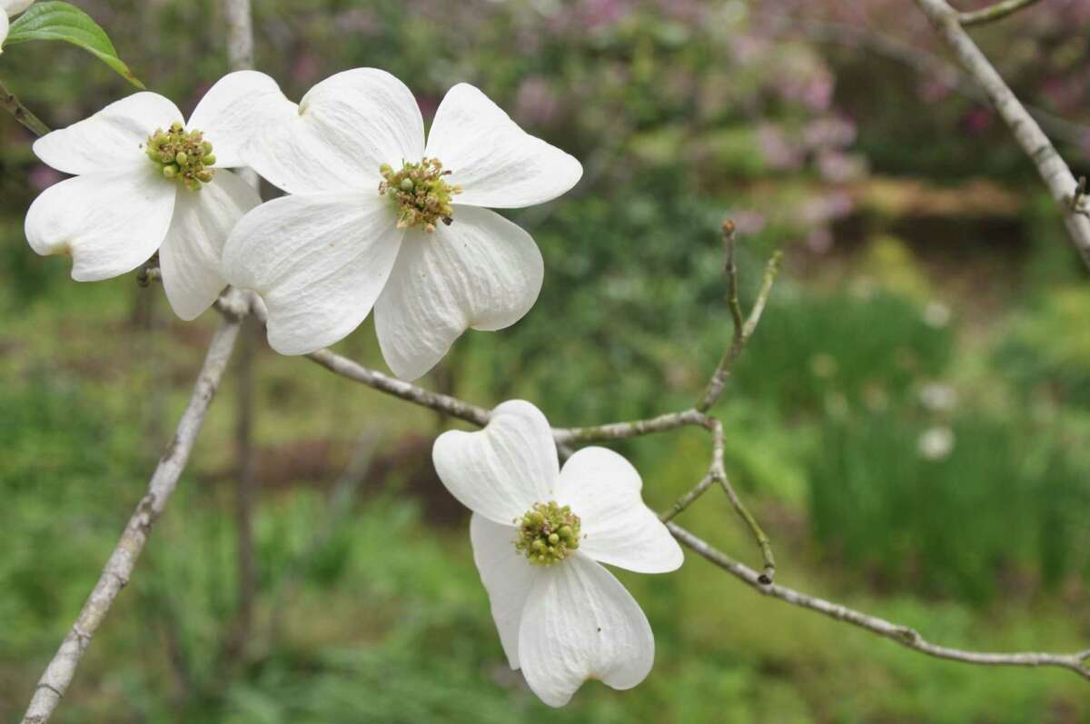 ﻿White bracts appear on flowering dogwoods in spring, and scarlet foliage and red berries appear in fall.