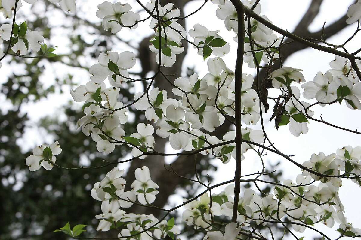 Flowering dogwood trees provide a pop of white at Bayou Bend each spring.
