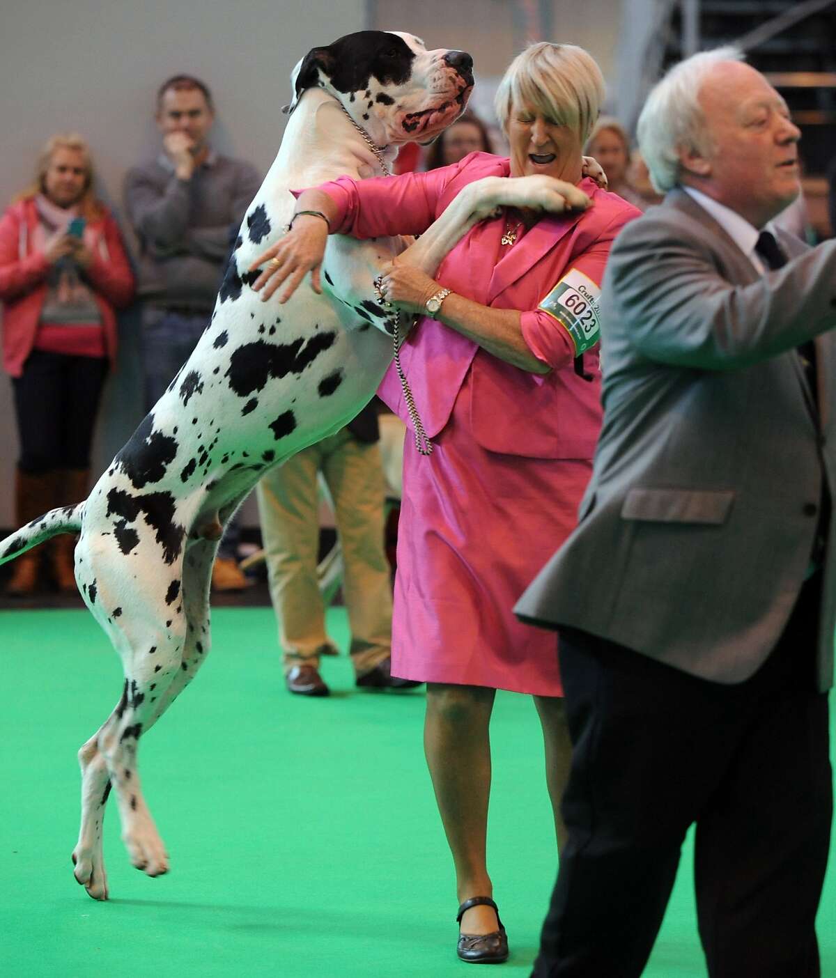 I WON! I WON! I WON! A Great Dane gets a little excited after taking first place in its class at the Crufts dog show in Birmingham, England.