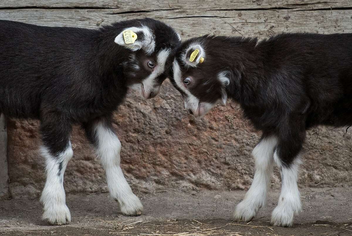 TODAY'S GRAMMAR GOAT TIP: In compound sentences, two independent clauses can be connected with a butt. (Thuringian goats in Hannover, Germany.)