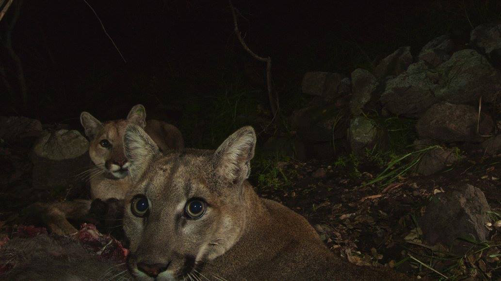 Mountain lion season ends after four cats are bagged