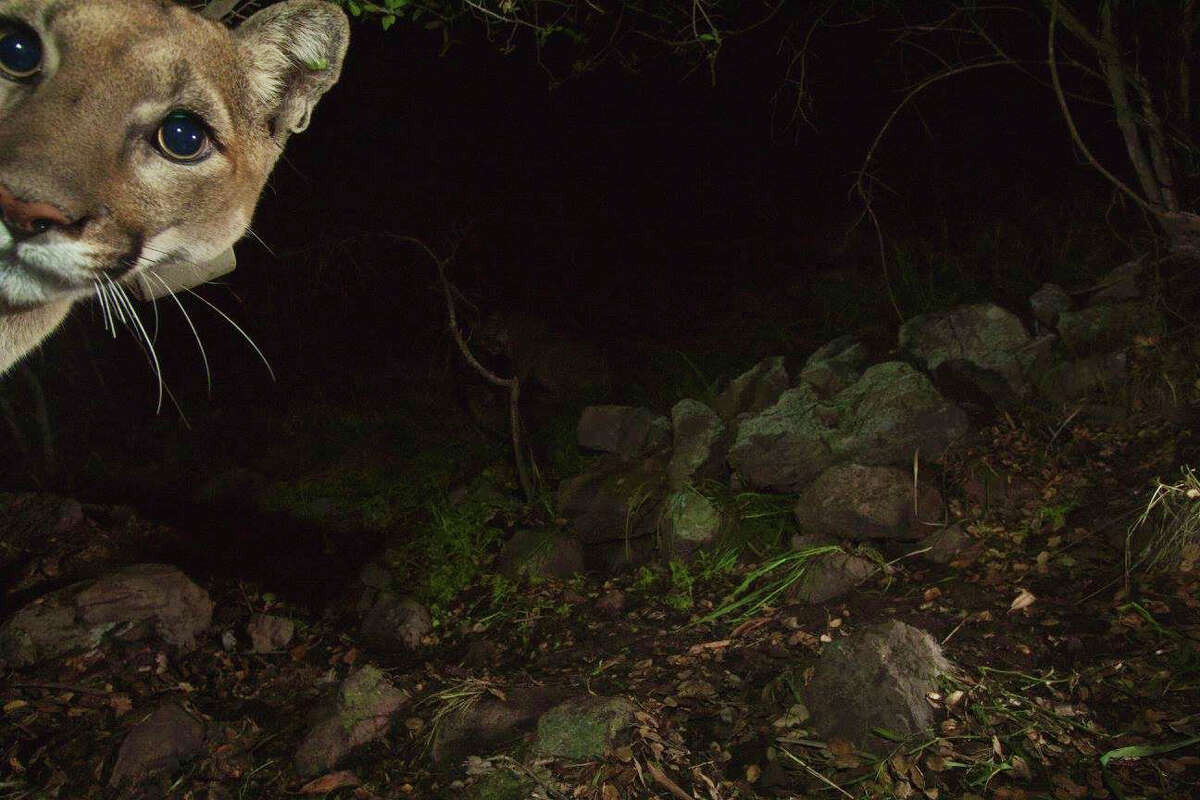 Mountain lions captured eating a deer in amazing remotecamera photos