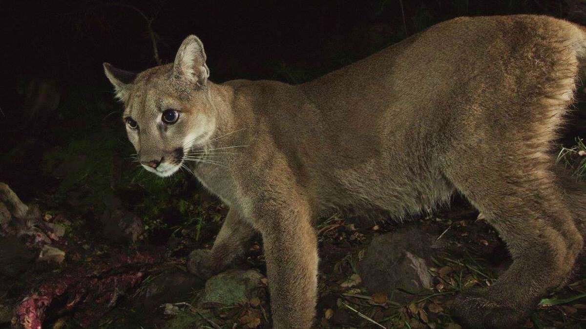 Mountain lions captured eating a deer in amazing remote-camera photos