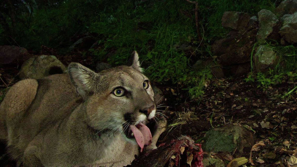 Mountain lions captured eating a deer in amazing remotecamera photos