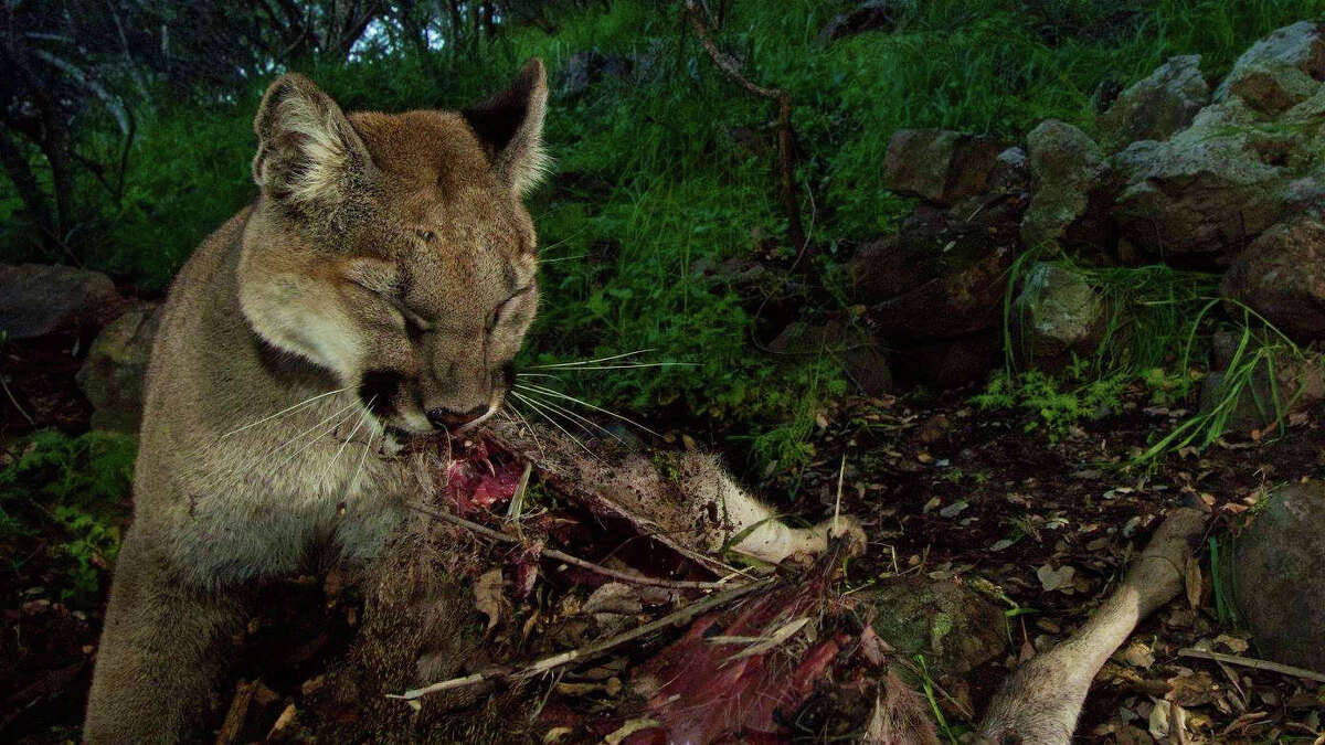 Mountain lions captured eating a deer in amazing remote-camera photos