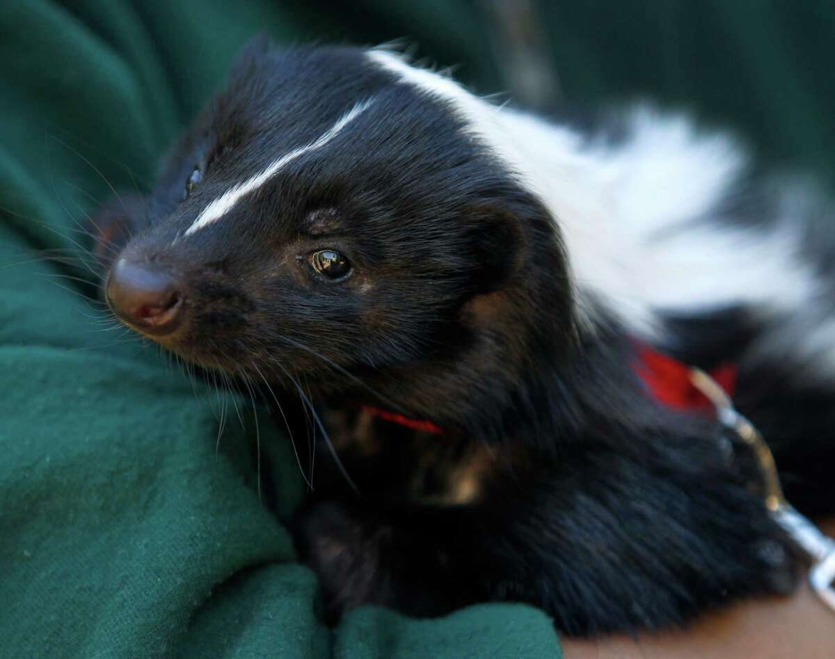 Skunks stinking up the state looking for love