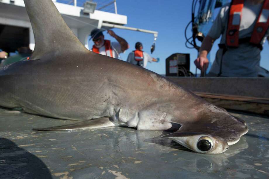 How are sharks in the Gulf of Mexico eating critters from your backyard