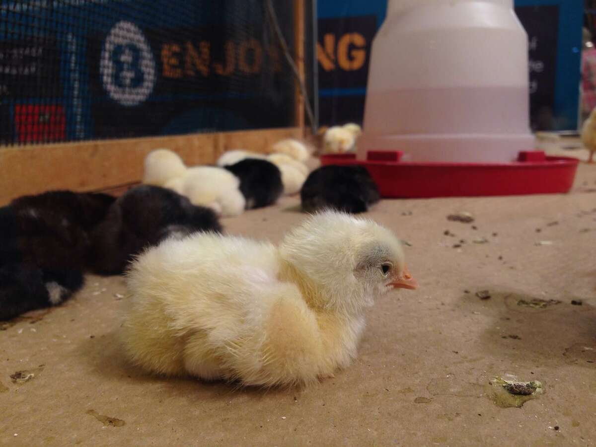 Is this RodeoHouston baby chicken giving you the stink eye?