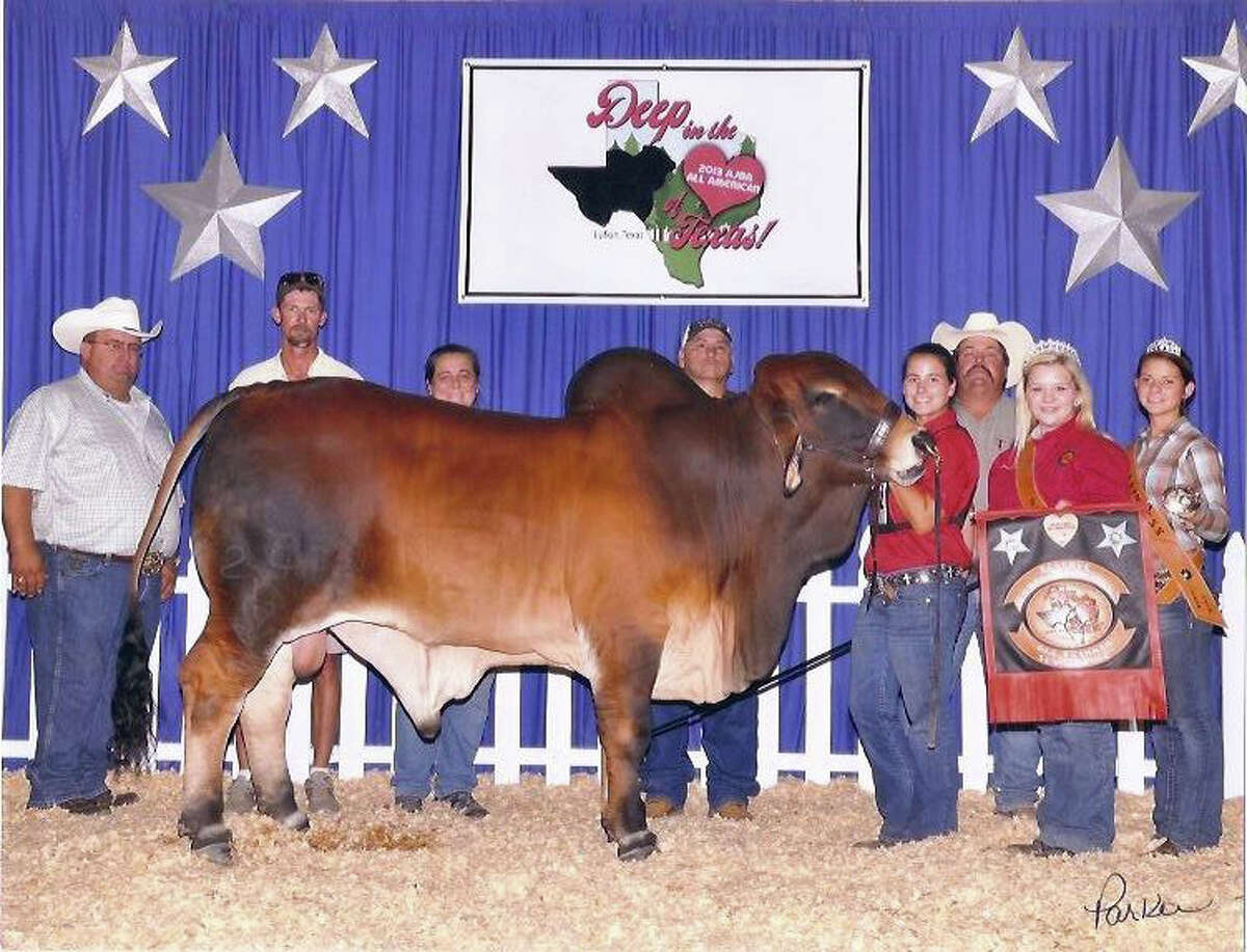 Rex, a red Brahman bull that was 2014's Inter-national Reserve Grand Champion, can supply breeders with his semen to sire offspring.