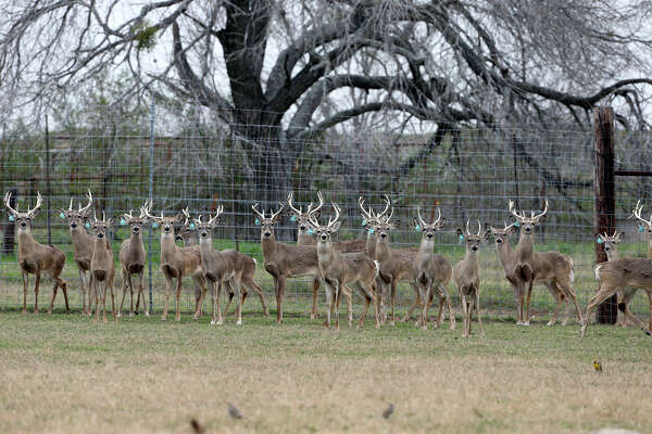 Deer breeders under the gun to change 