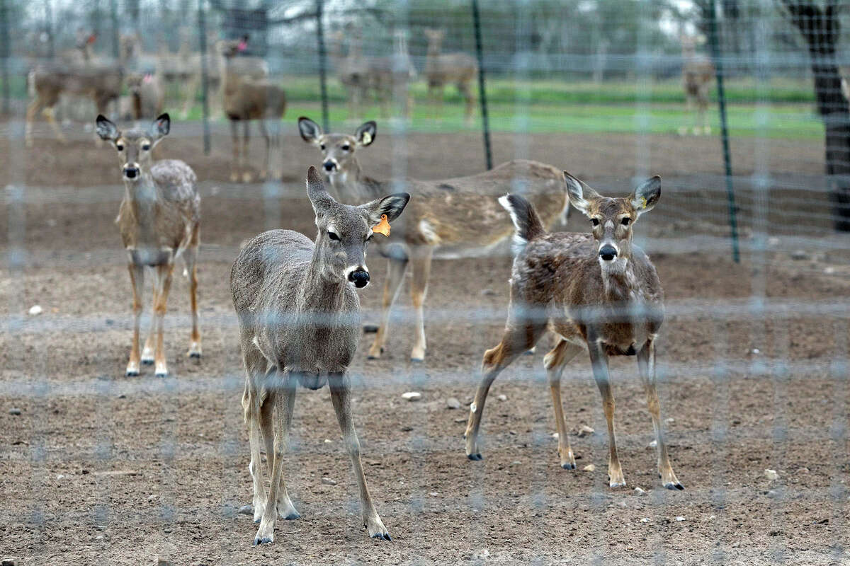 Prize whitetail deer hang out together in a pen as Gery Moczygemba shows his deer breeding operation in Karnes County on February 14, 2015