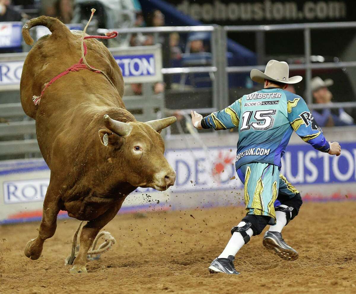 Cody Webster tries to avoid the horns of Ol Red after Chandler Bownds' ride in the bull riding competition during the Houston Livestock Show and Rodeo at NRG Park, Saturday, March 7, 2015, in Houston.
