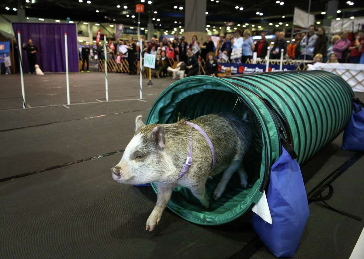 Amy, a 45-pound miniature pig, completes an agility course during an exhibition at the Seattle Kennel Club's annual Dog Show at CenturyLink Field Events Center. Amy became famous after word got out that the pig was one of the top students in a dog obedience class. The dog show features agility competitions, obedience trials, and the all-breed dog shows. Photographed on Saturday, March 7, 2015.