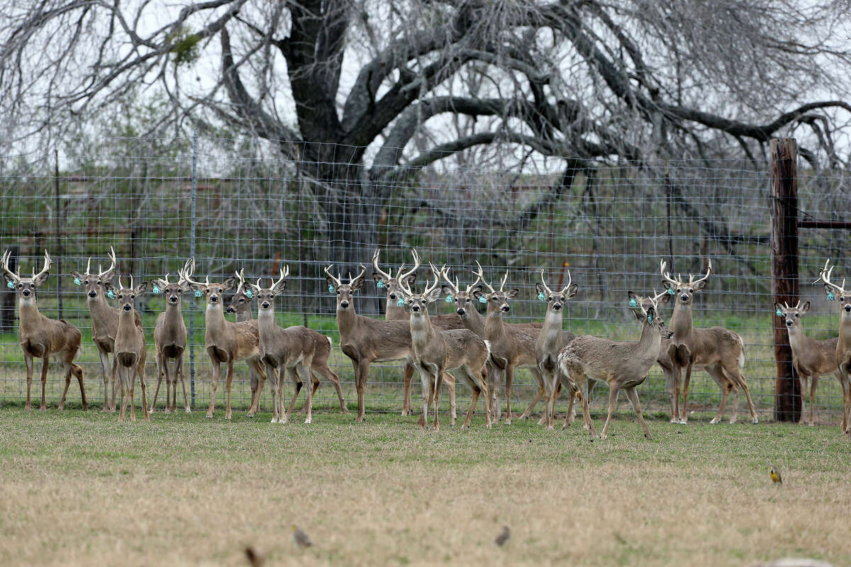 ﻿Gery Moczygemba﻿'s deer breeding operation includes a pen of young bucks. More than 1,250 breeders now are raising an estimated 110,000 deer in Texas with permits issued by the Department of Parks and Wildlife.
