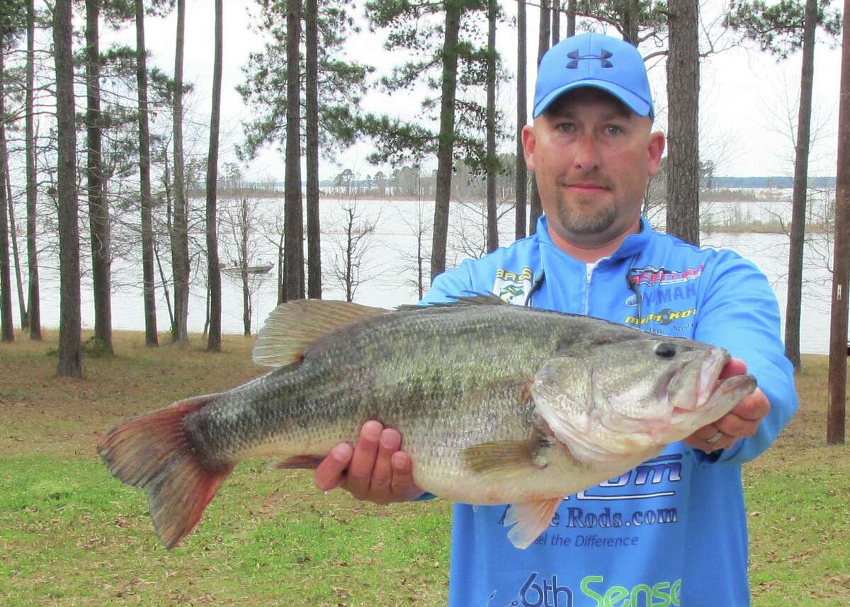 Wayne Triana caught this 13.05 pound bass as part of the ShareLunker Program on March 7, 2015 in Sam Rayburn Reservoir.