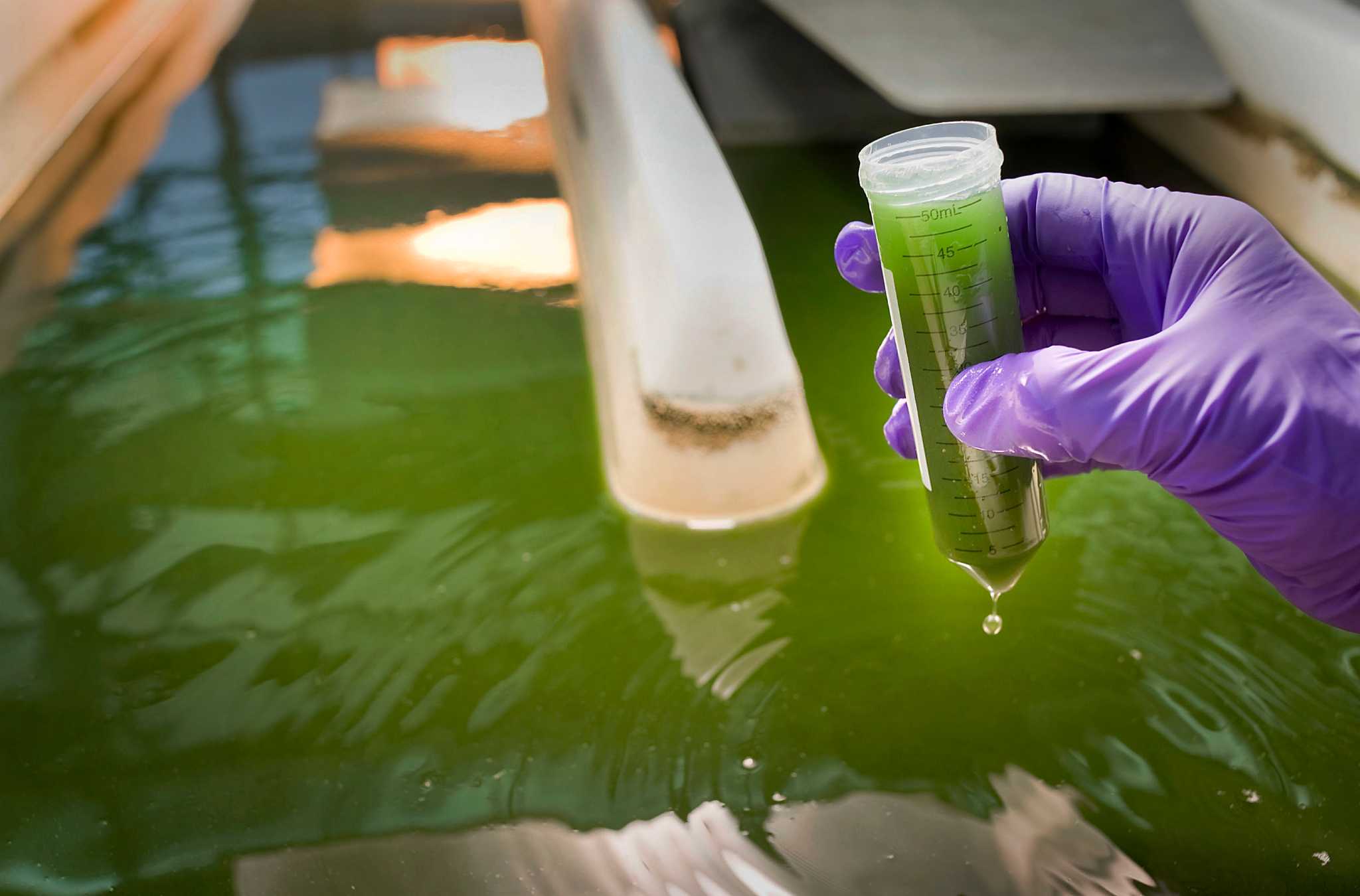 Производство водорослей. Algae biofuel. Водоросли в биотехнологии. Морские водоросли в биотехнологии. Переработка водорослей.