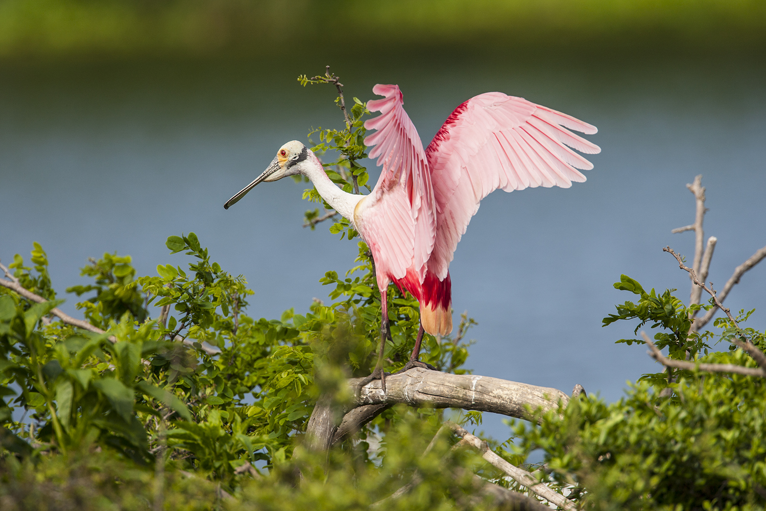 High Island Bird Sanctuary Texas 