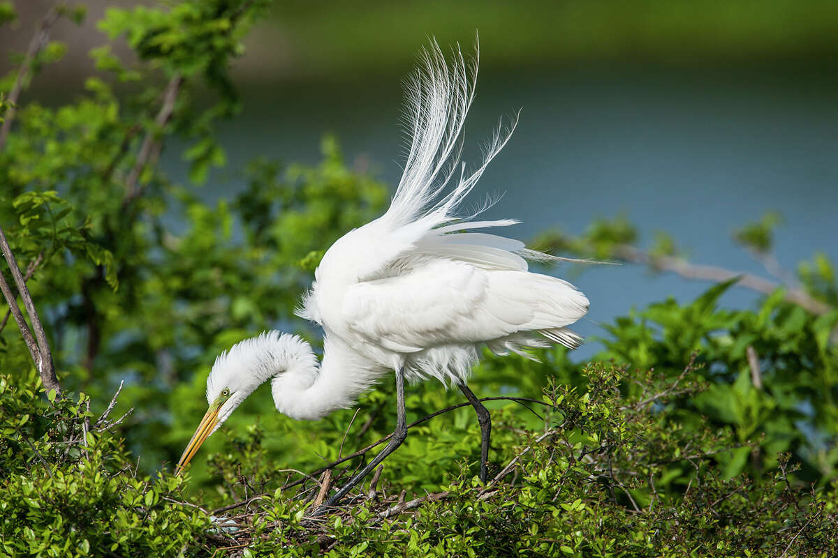 Water birds find sanctuary on High Island