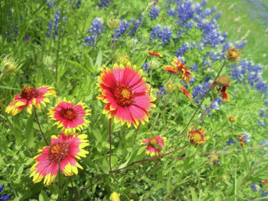 Wildflowers in full bloom San Antonio ExpressNews