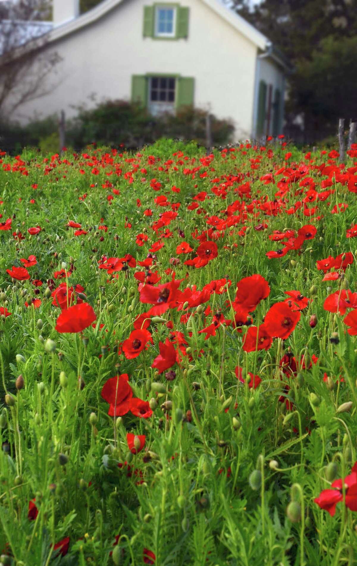 Poppies are blooming along Florence Street in Castroville. Castro Garden Club member Priscilla Garrett said the show promises to be the the best it's been in two or three years, thanks to well-timed rainfall.