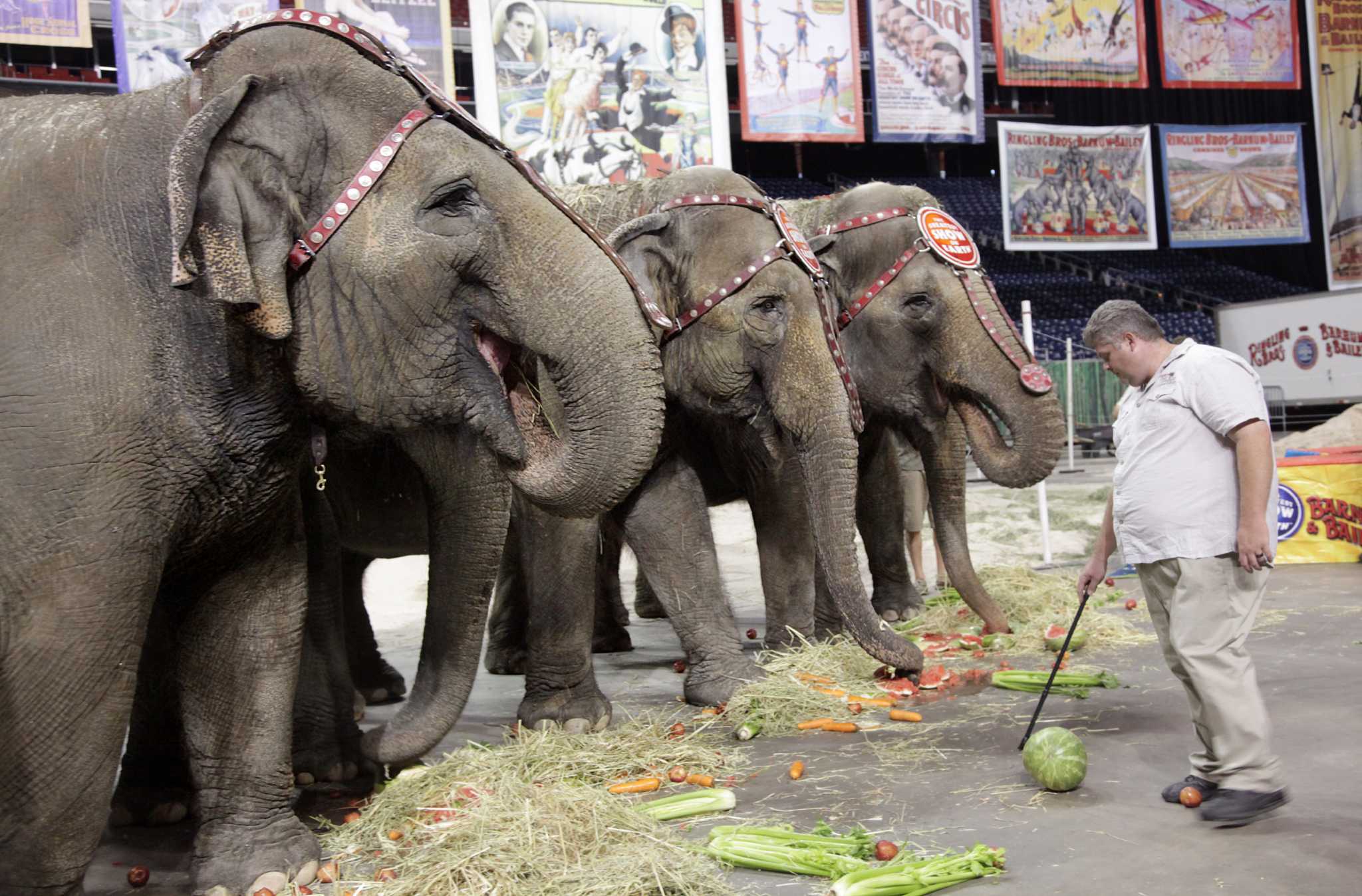 Circus elephants get the performance of a lifetime ...