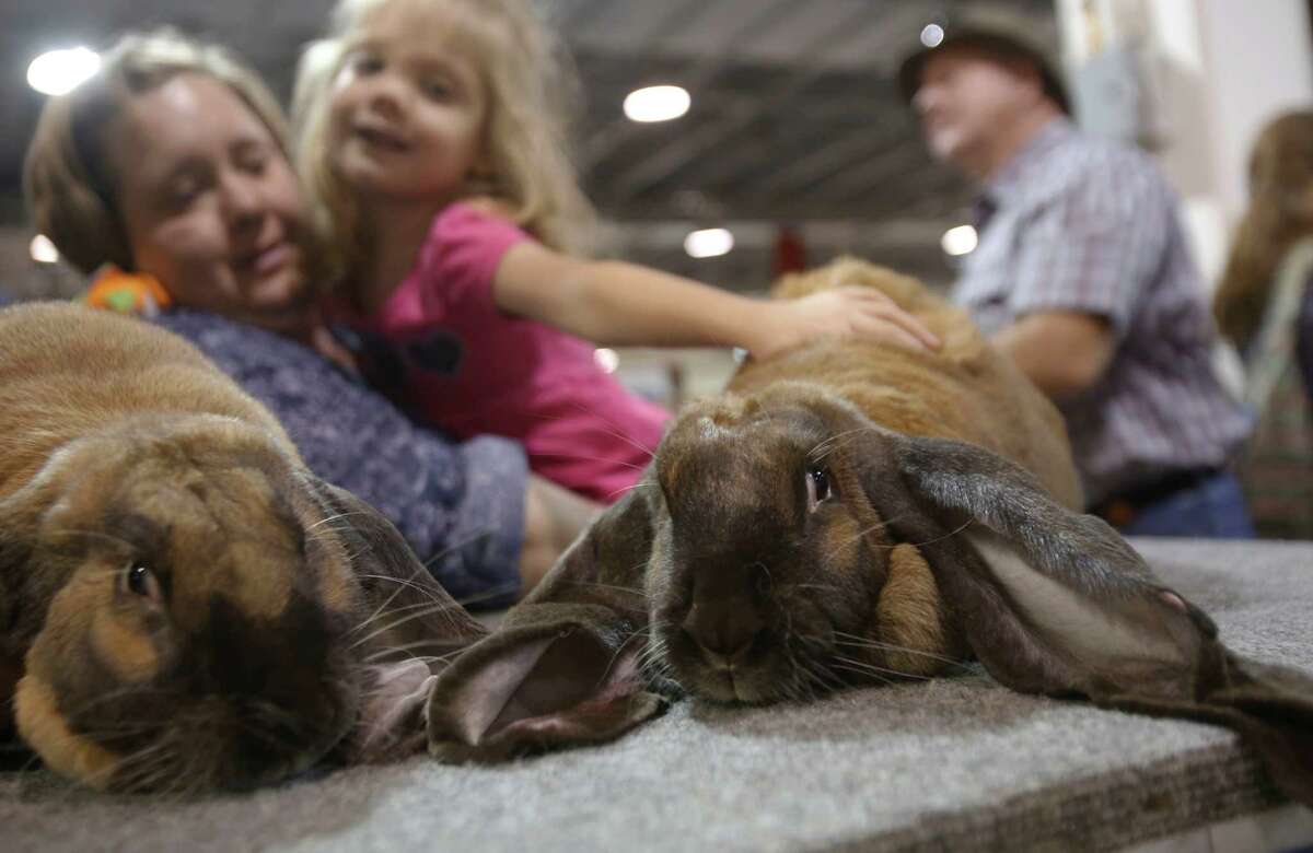 Rabbit and Cavy Costume Contest