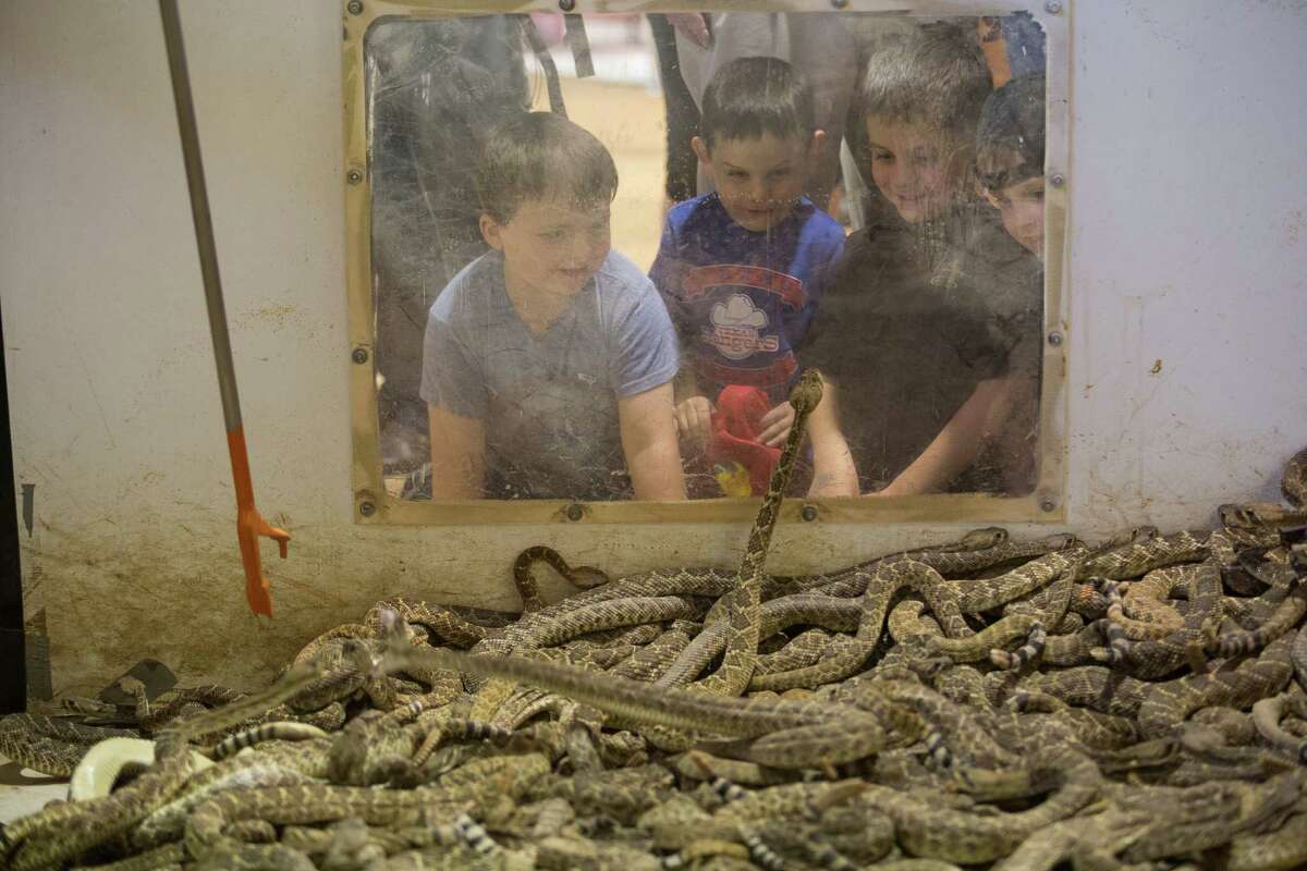 Rattlesnakes aren't ready to hibernate thanks to rain, warmer weather
