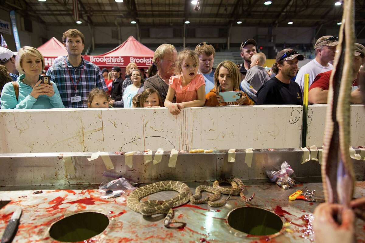 Sweetwater's Rattlesnake Roundup Still the weirdest event in Texas