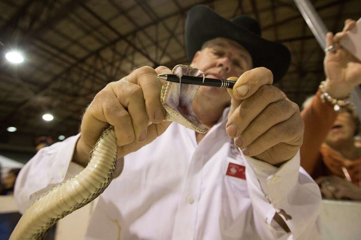 Sweetwater's Rattlesnake Roundup Still the weirdest event in Texas