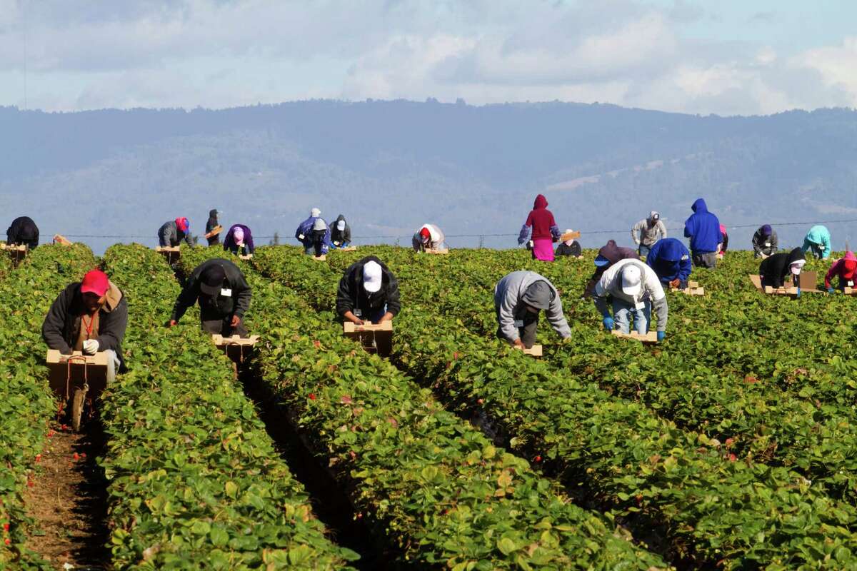 California: farm workers The most popular industry in California isn't necessarily tech or entertainment. It's agriculture; the Golden State employs farm workers at a rate of 6 times the national average.