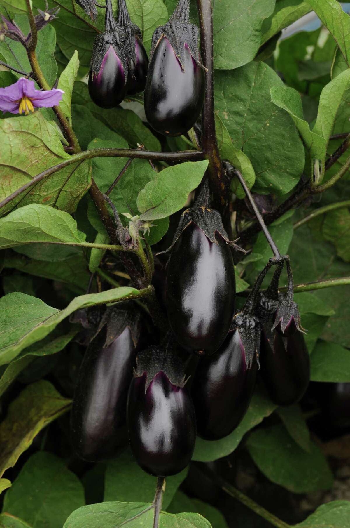 Easytogrow dwarf vegetables big on taste