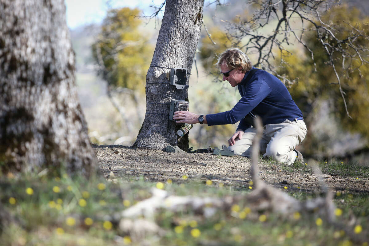 Steven Bobzien of East Bay Regional Park District retrieves one of the cameras he set up to capture puma footage.