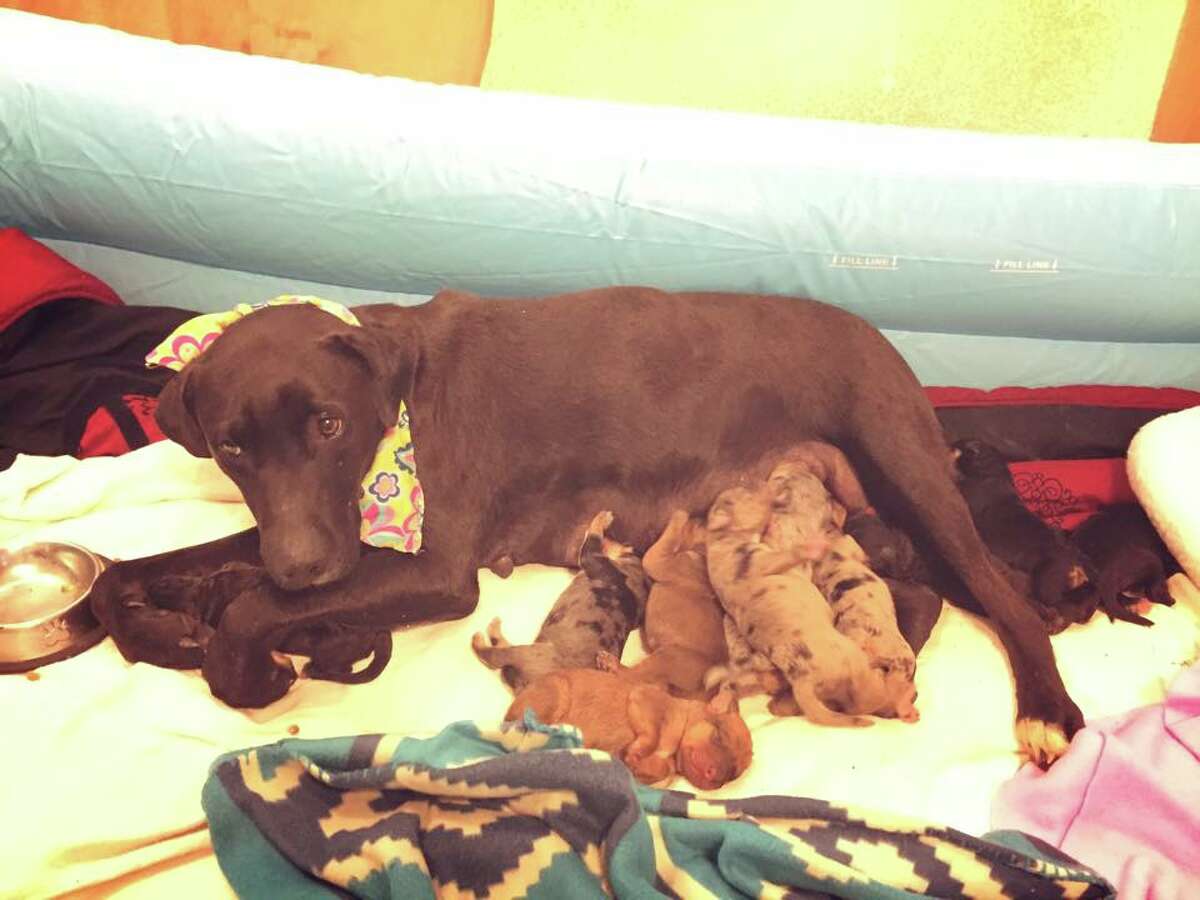 Hero dog leads rescuers to suffering puppies